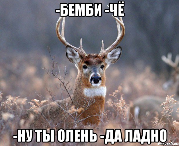 -бемби -чё -ну ты олень -да ладно