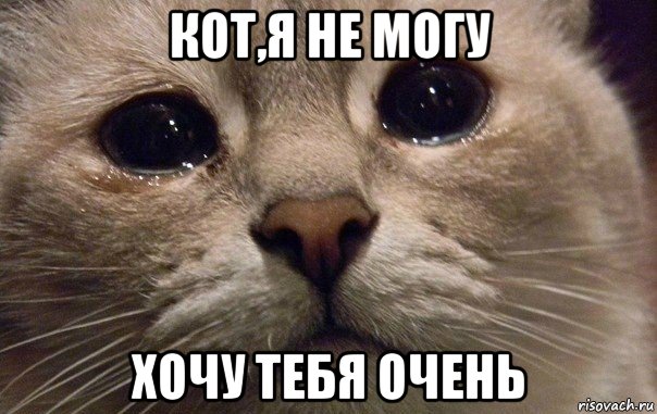 кот,я не могу хочу тебя очень, Мем   В мире грустит один котик