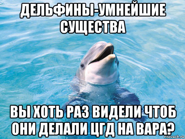 дельфины-умнейшие существа вы хоть раз видели чтоб они делали цгд на вара?, Мем Дельфин