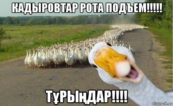 кадыровтар рота подъем!!!!! тұрыңдар!!!!, Мем гуси