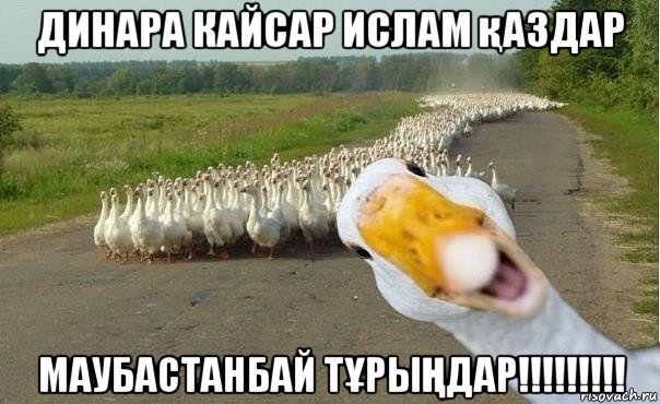 динара кайсар ислам қаздар маубастанбай тҰрыҢдар!!!!!!!!!, Мем гуси