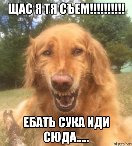 щас я тя съем!!!!!!!!!! ебать сука иди сюда....., Мем   Когда увидел что соседского кота отнесли в чебуречную