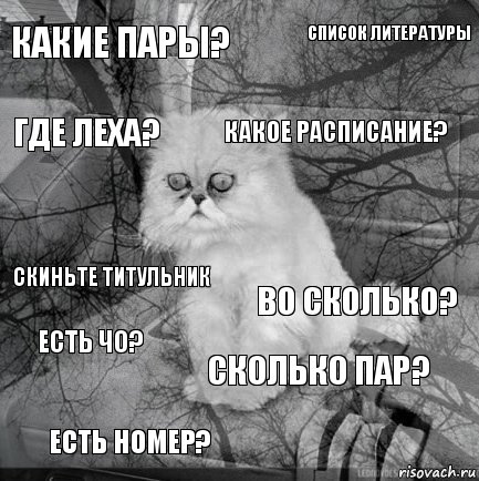 какие пары? во сколько? какое расписание? есть номер? скиньте титульник список литературы сколько пар? где леха? есть чо? , Комикс  кот безысходность