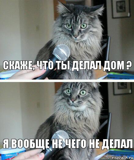 Скаже, что ты делал дом ? Я вообще не чего не делал, Комикс  кот с микрофоном