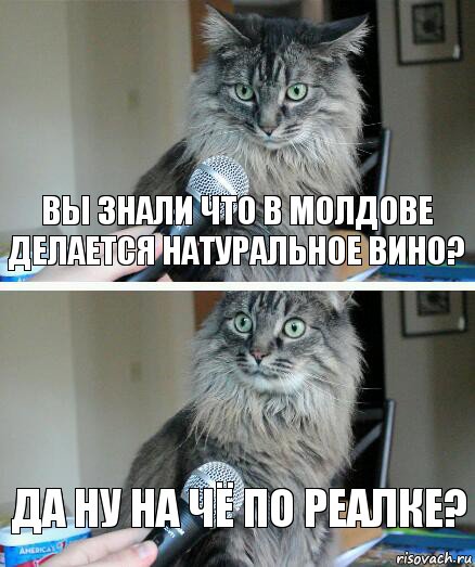 Вы знали что в Молдове делается натуральное вино? Да ну на чё по реалке?, Комикс  кот с микрофоном