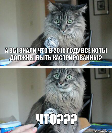 А вы знали что в 2015 году все коты должны быть кастрированны? ЧТО???, Комикс  кот с микрофоном