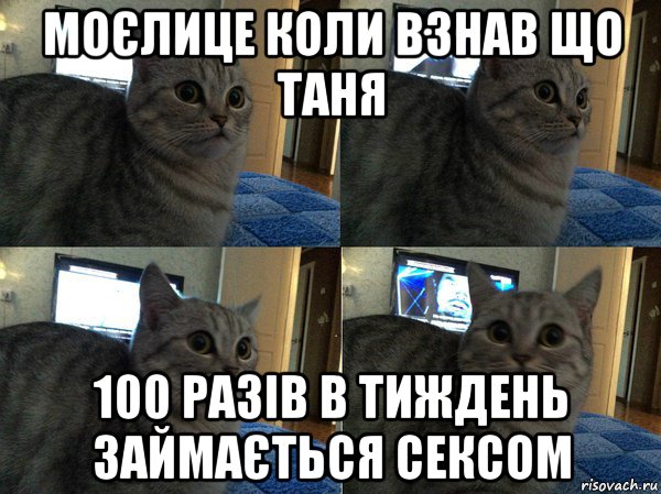 моєлице коли взнав що таня 100 разів в тиждень займається сексом, Мем  Кот в шоке