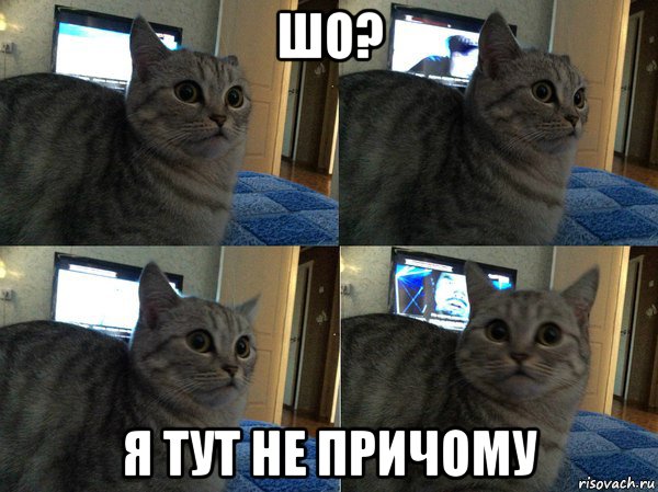 шо? я тут не причому, Мем  Кот в шоке