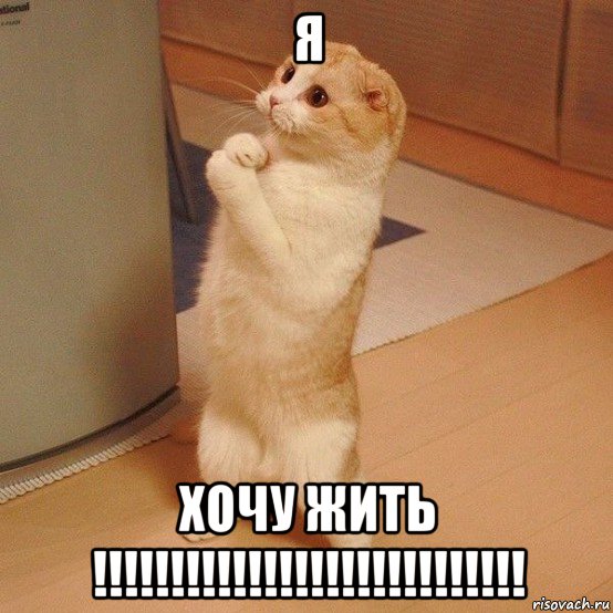 я хочу жить !!!!!!!!!!!!!!!!!!!!!!!!!!!!, Мем  котэ молится