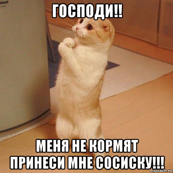 господи!! меня не кормят принеси мне сосиску!!!, Мем  котэ молится