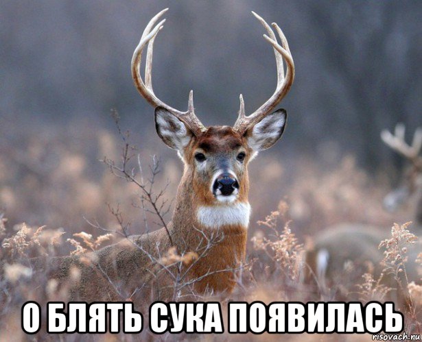  о блять сука появилась