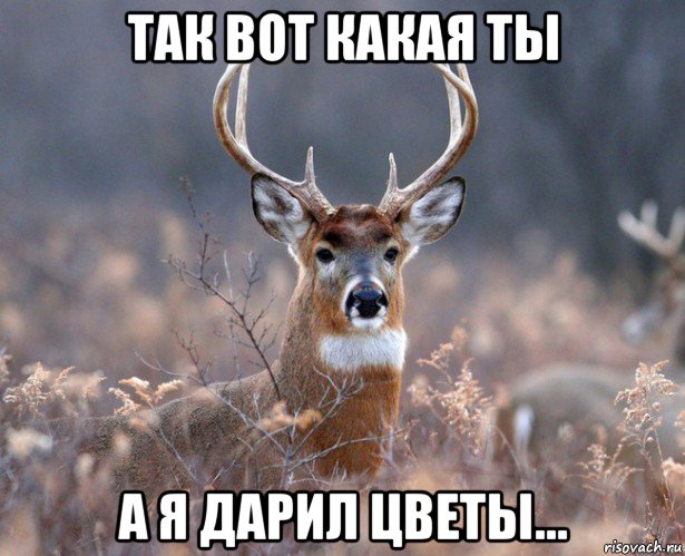 так вот какая ты а я дарил цветы...