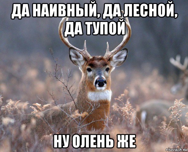 да наивный, да лесной, да тупой ну олень же