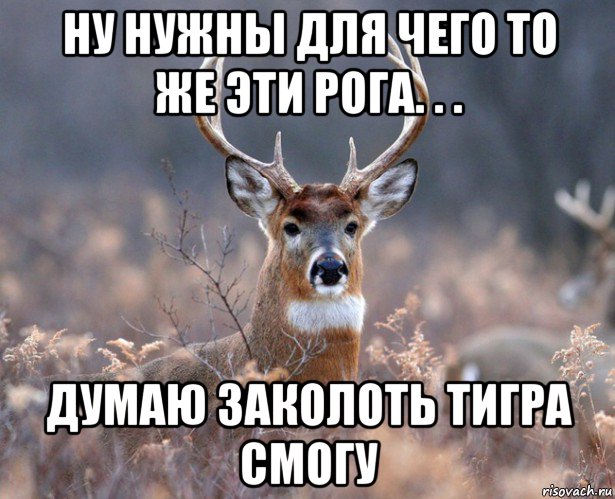 ну нужны для чего то же эти рога. . . думаю заколоть тигра смогу