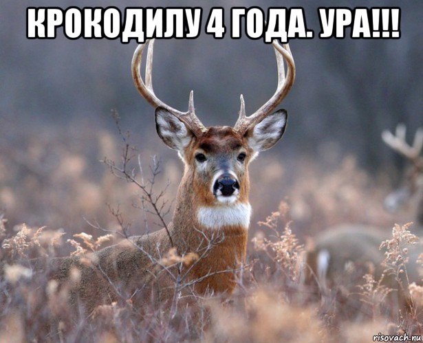 крокодилу 4 года. ура!!! 