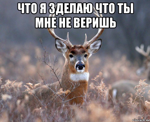 что я зделаю что ты мне не веришь 