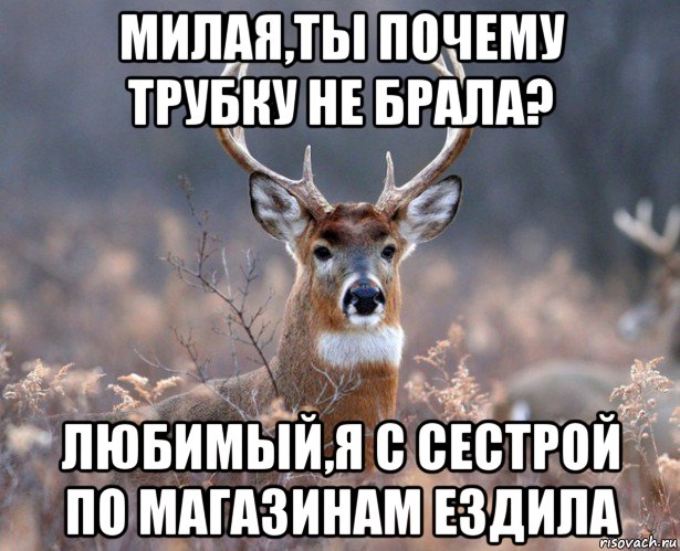 милая,ты почему трубку не брала? любимый,я с сестрой по магазинам ездила, Мем   Наивный олень