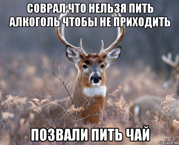 соврал что нельзя пить алкоголь чтобы не приходить позвали пить чай, Мем   Наивный олень