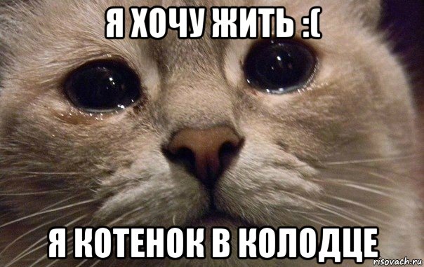 я хочу жить :( я котенок в колодце