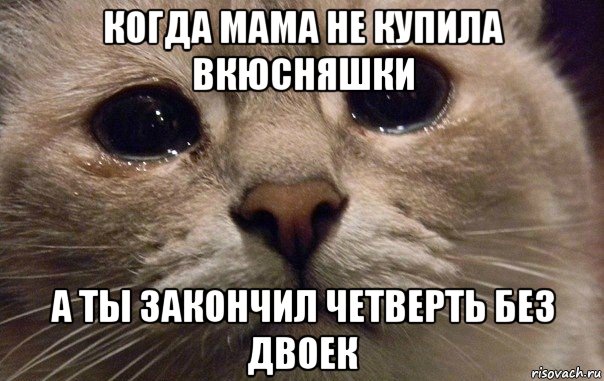 когда мама не купила вкюсняшки а ты закончил четверть без двоек, Мем   В мире грустит один котик