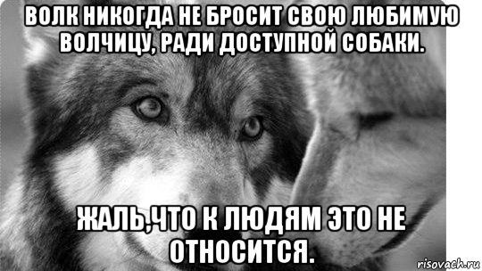 Волк никогда не бросит свою любимую волчицу. Волки Однолюбы. Волк всегда с одной волчицей. Волчица Мем. Я любил меня кидали