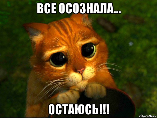 все осознала... остаюсь!!!, Мем кот из шрека