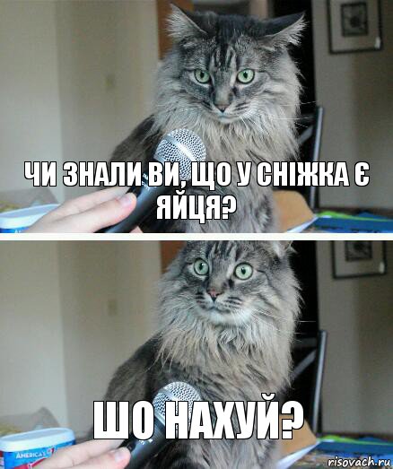 чи знали ви, що у Сніжка є яйця? шо нахуй?, Комикс  кот с микрофоном