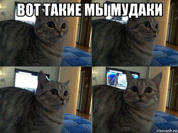 вот такие мы мудаки , Мем  Кот в шоке