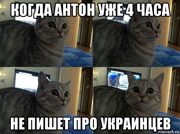 когда антон уже 4 часа не пишет про украинцев, Мем  Кот в шоке