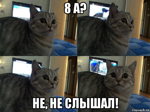 8 а? не, не слышал!, Мем  Кот в шоке