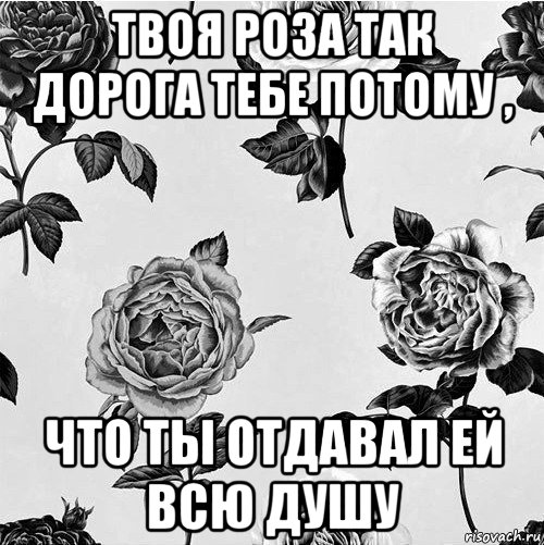 На кой черт твои розы. Твоя роза так дорога тебе потому что ты отдавал ей всю душу. Твоя Розочка. Твоя роза так. Твоя роза так дорога тебе.