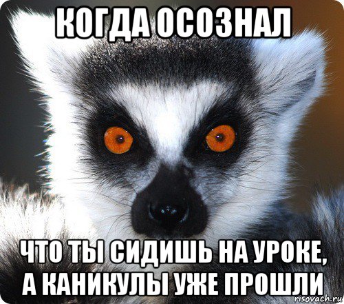 когда осознал что ты сидишь на уроке, а каникулы уже прошли, Мем лемур