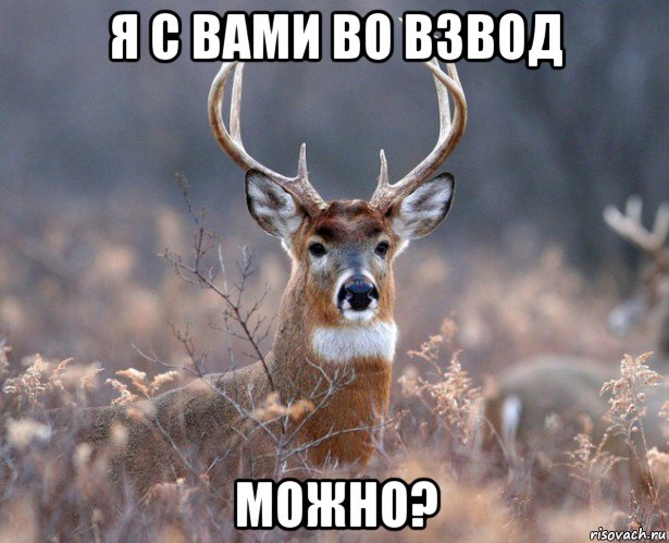 я с вами во взвод можно?