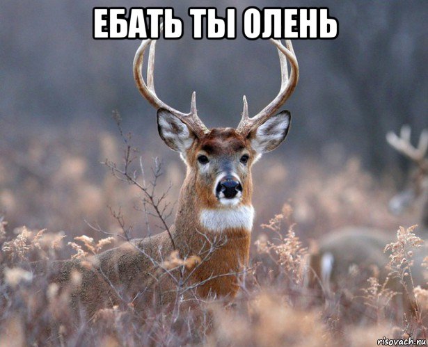 ебать ты олень 