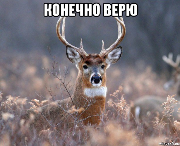 конечно верю 