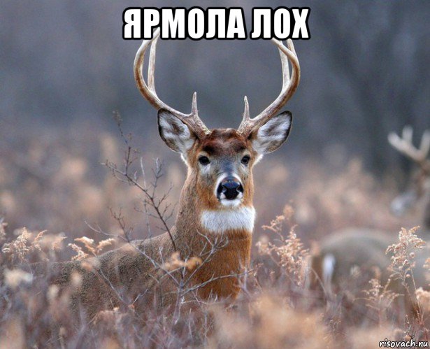 ярмола лох 