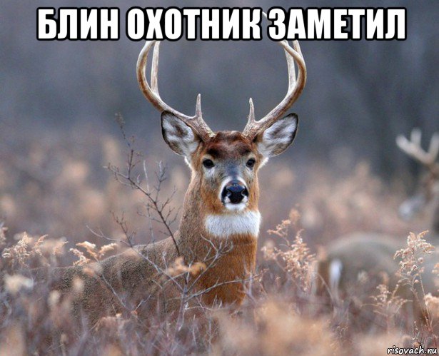 блин охотник заметил 