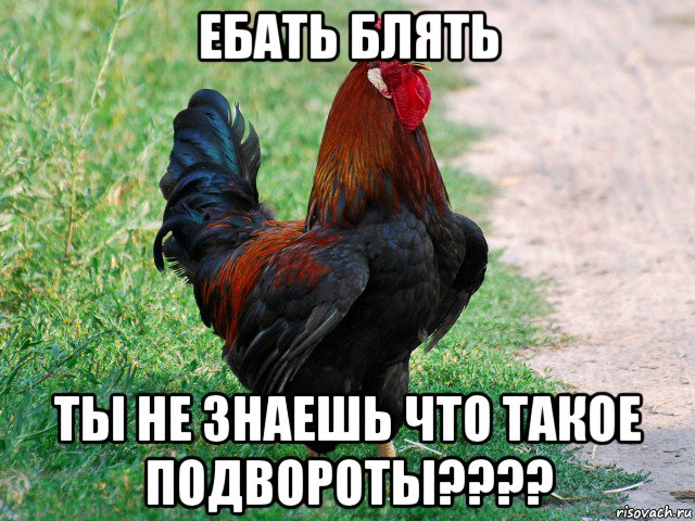 ебать блять ты не знаешь что такое подвороты????, Мем петух