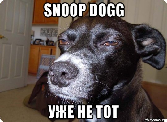 snoop dogg уже не тот, Мем  Собака подозревака