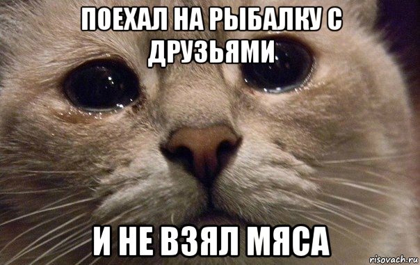 поехал на рыбалку с друзьями и не взял мяса, Мем   В мире грустит один котик