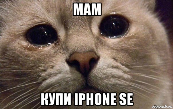 мам купи iphone se, Мем   В мире грустит один котик