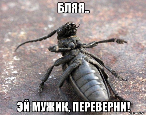 Остановиться минутка. Жук Мем. Мемы с жуками. Жуков Мем. Meme жуки.