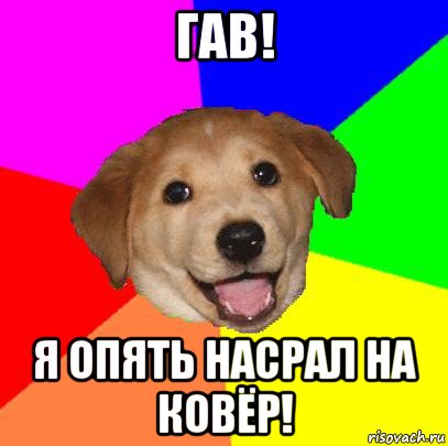 гав! я опять насрал на ковёр!, Мем Advice Dog