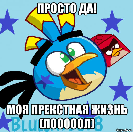 Злая птичка Мем. Angry Birds мемы. Реалистичные злые птички мемы.