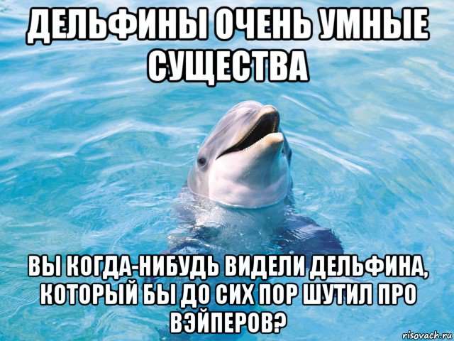 дельфины очень умные существа вы когда-нибудь видели дельфина, который бы до сих пор шутил про вэйперов?, Мем Дельфин