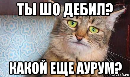 Песня шо ты маленький привет. Шо дебил. Мем ты шо дебил. Шо ты. Кот печаль Мем.