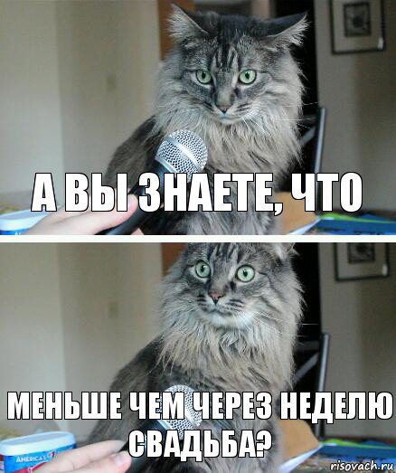 А вы знаете, что меньше чем через неделю свадьба?, Комикс  кот с микрофоном