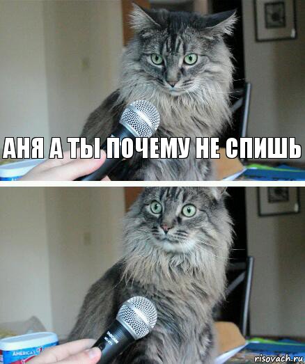 Аня а ты почему не спишь , Комикс  кот с микрофоном