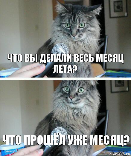 Что вы делали весь месяц лета? Что прошёл уже месяц?, Комикс  кот с микрофоном