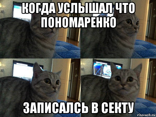 когда услышал что пономаренко записалсь в секту, Мем  Кот в шоке